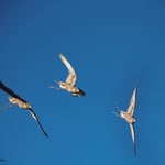 Olympus M.Zuiko 12-100 f4 IS Pro