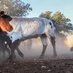 Olympus M.Zuiko 12-100 f4 IS Pro