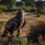 Olympus M.Zuiko 25 f1.2 Pro