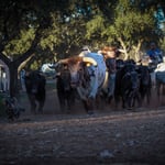 Olympus M.Zuiko 12-100 f4 IS Pro