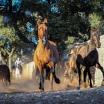 Olympus M.Zuiko 12-100 f4 IS Pro