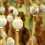  Opium poppy farm, Tasmania Photo: Lulu Roseman