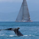 Photo: Andrea Francolini