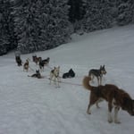 Gespanne nebeneinander geparkt.