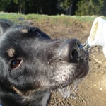 Chumana hat gelernt, aus der Flasche zu trinken ;-)