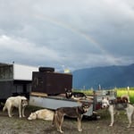 wieder zurück und über uns ein Regenbogen.