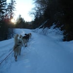 Die Hunde müssen arbeiten, die Schlitten sind schwer beladen...