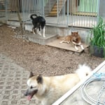 Willow auf seinem Podest.