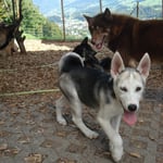 Willow ist ein gutmütiger Ziehvater.