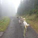 Mit 8 Hunden am Wagen im Nebel und bei Nieselregen unterwegs.