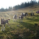 Ankunft, das Gepäck wurde von den Hunden hoch gezogen.