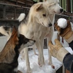 Schneeballschlacht...