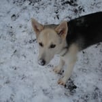 Schnee, da gibt's ne kalte Nase!