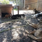 Rumhängen im Schatten...