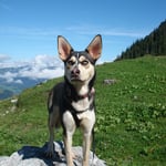 Kleine Wandermaus ;-)