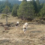 Nuna und Ponok auf Erkundungstour.