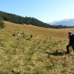 Vielleicht finden wir noch ein paar Pilze?