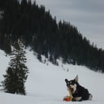 Finn liebt den Kong, aber aufgepasst....