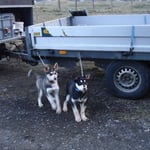 Schon wie die Grossen am Auto/Hänger Stake-out!