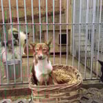 Troll hat sich als Osterhase versucht!;-)