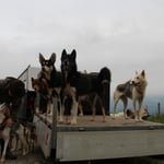 Irgendetwas ist da hinten!