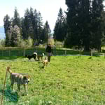 So ein Schafzaun ist garnicht schlecht!