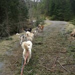 Die umgekipte Tanne wurde auch schon zur Seite geräumt.