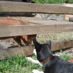 Finn flirtet mit dem Schweinchen....