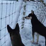 Alles ist so weiss, ist der Schlitten schon bereit?!