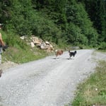 Ab nach Hause, mit den Andern im Auslauf chillen!