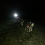 Macht Spass mit 9 Hunden unterwegs zu sein! :-))))