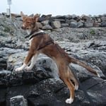 Troll an der Küste Norwegens - bäääh Salzwasser ;-)