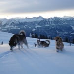 Uma, Ajka und Alessia ziehen die ersten Spuren im Schnee.