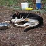 Tja, zu faul um das Bein von der Kette zu befreien ;-)