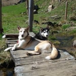 Besuch, die beiden Sibirierdamen von Barbara.