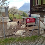 Wieder zu Hause im Auslauf, alle waren zufrieden!