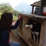 Natürlich kamen auch die Hunde nicht zu kurz. Karin und Finn bei einer kurzen Verschnaufpause.