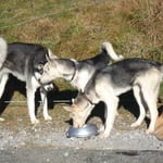 Timer und Taiga machen sich mit Barbaras Hunden bekannt...