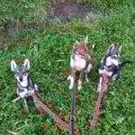 Zwischen durch immer mal wieder ein Stop - warten; Sitz!