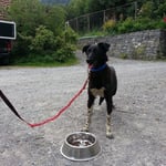 Onyx, gerade aus dem Auto raus.