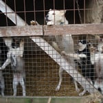 Finn und Fjäll noch bei der Mama.