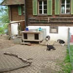 Auch Schlittenhunde können es geniessen.