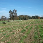 Los gehts, fünf Gespanne starten...