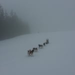 Auf offenem Feld und keine Spur, da braucht man Willow!