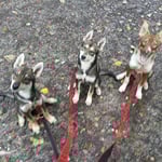 Sitz, Platz, Rolle vor und zurück ;-)