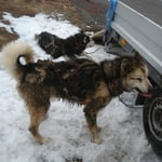 Ponok hat sich unterwegs bei einer Pause ein Schlambad gegönnt.;-)