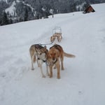 Müssen wir das Ding wirklich zihen?!