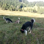 Wer sucht, der findet vielleicht was...