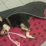 Sind schon traurig aus... Aber er ist wieder ganz der Alte, topfit und voll im Saft ;-)