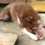 Willow hat sich dann irgendwann doch noch samt Knochen aus der Hütte gewagt...